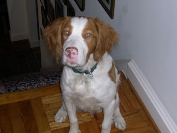 toby at home